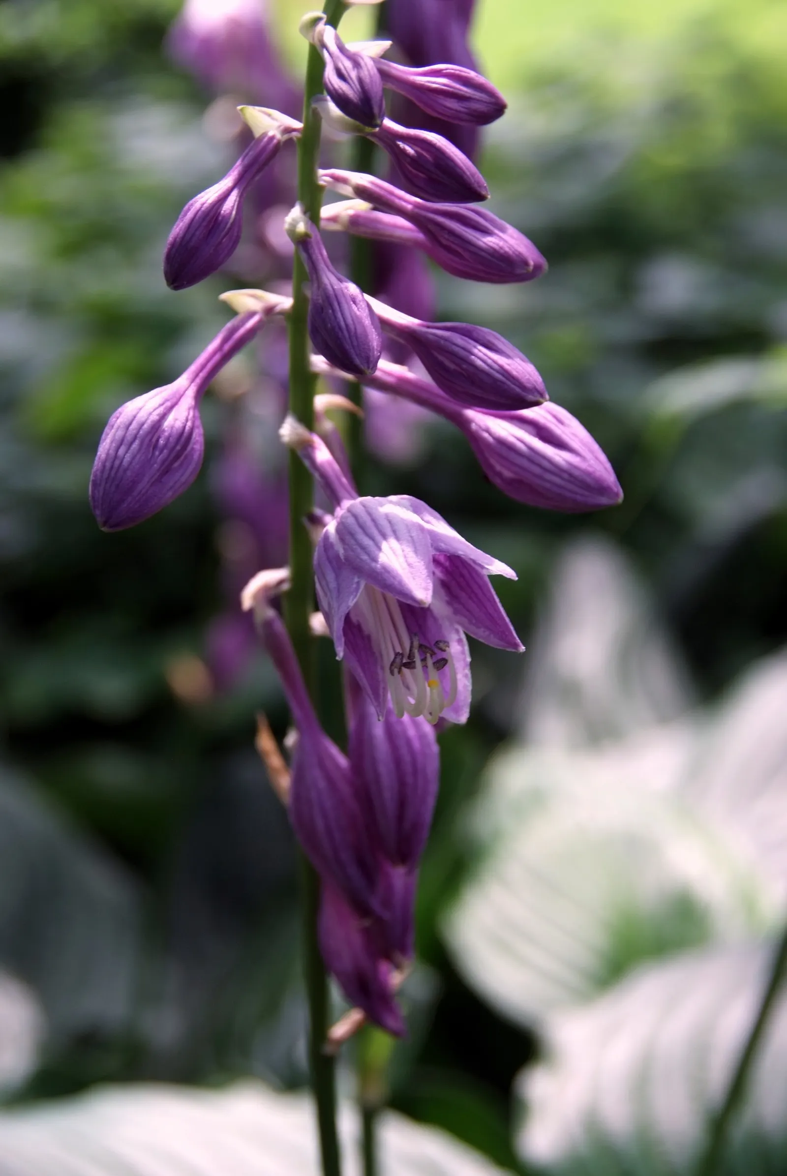 Gold Standard Hosta (Hosta 'Gold Standard') — ground cover / perennial for half; or as a background for companion shade-loving plants
