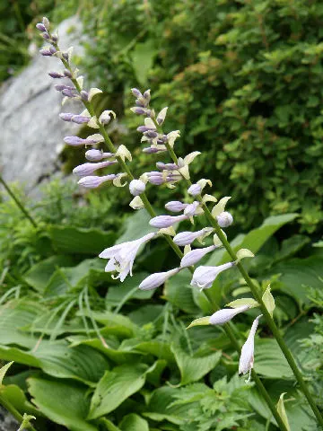 Gold Standard Hosta (Hosta 'Gold Standard') — The leaves maintain a delicate green margin; it possesses heart-shaped leaves that emerge in the, image 50