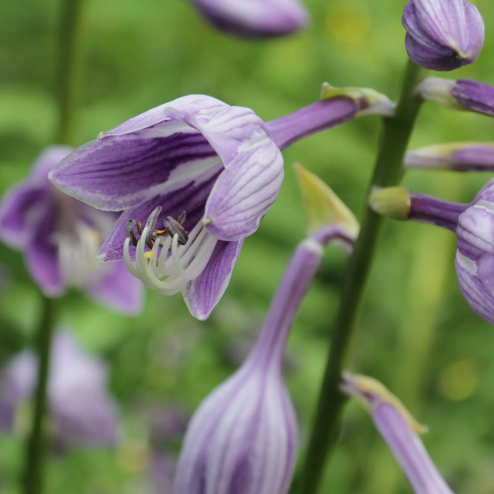 Gold Standard Hosta (Hosta 'Gold Standard') — Zone 3-8 appropriate, it's ideal for adding vibrant contrast in low-light areas; ground cover /, image 46