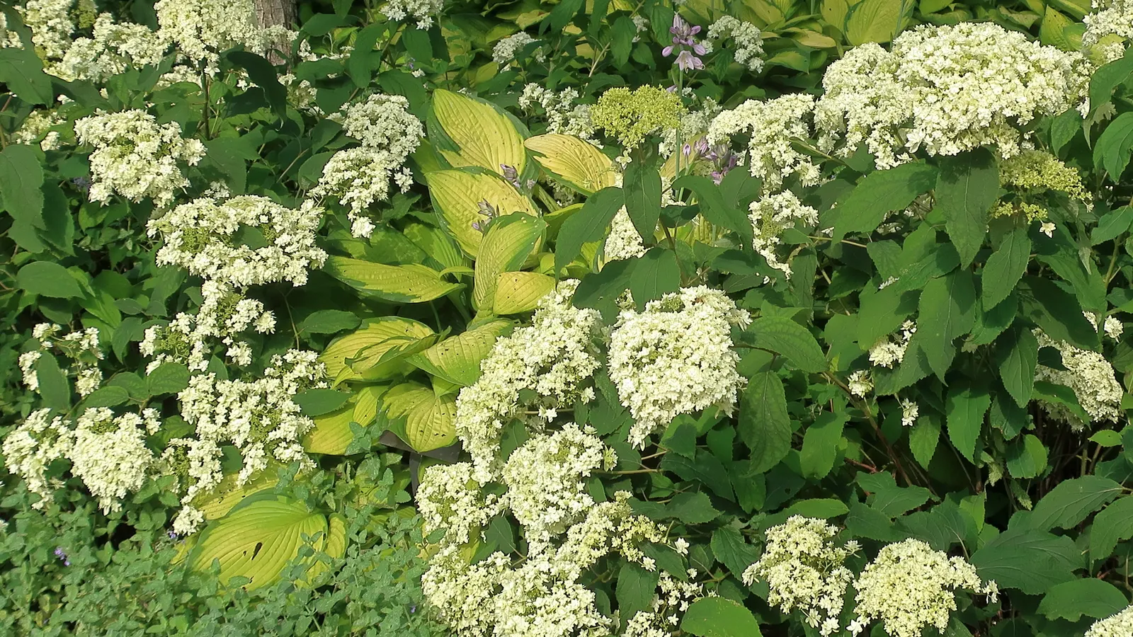 Gold Standard Hosta (Hosta 'Gold Standard') — or as a background for companion shade-loving plants; it's essential to protect its lush foliage from intense