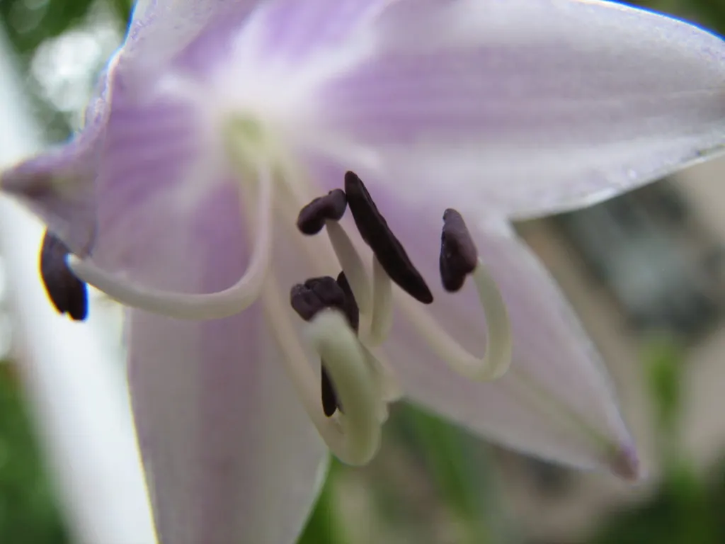 Gold Standard Hosta (Hosta 'Gold Standard') — It possesses heart-shaped leaves that emerge in the spring with a light green color; zone 3-8, image 67