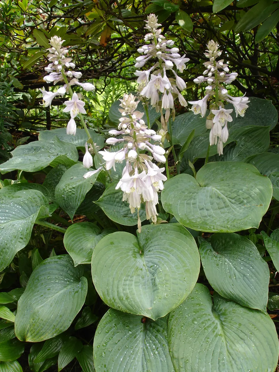Gold Standard Hosta (Hosta 'Gold Standard') — purple flowers in the garden; edged by deep green margins, image 58