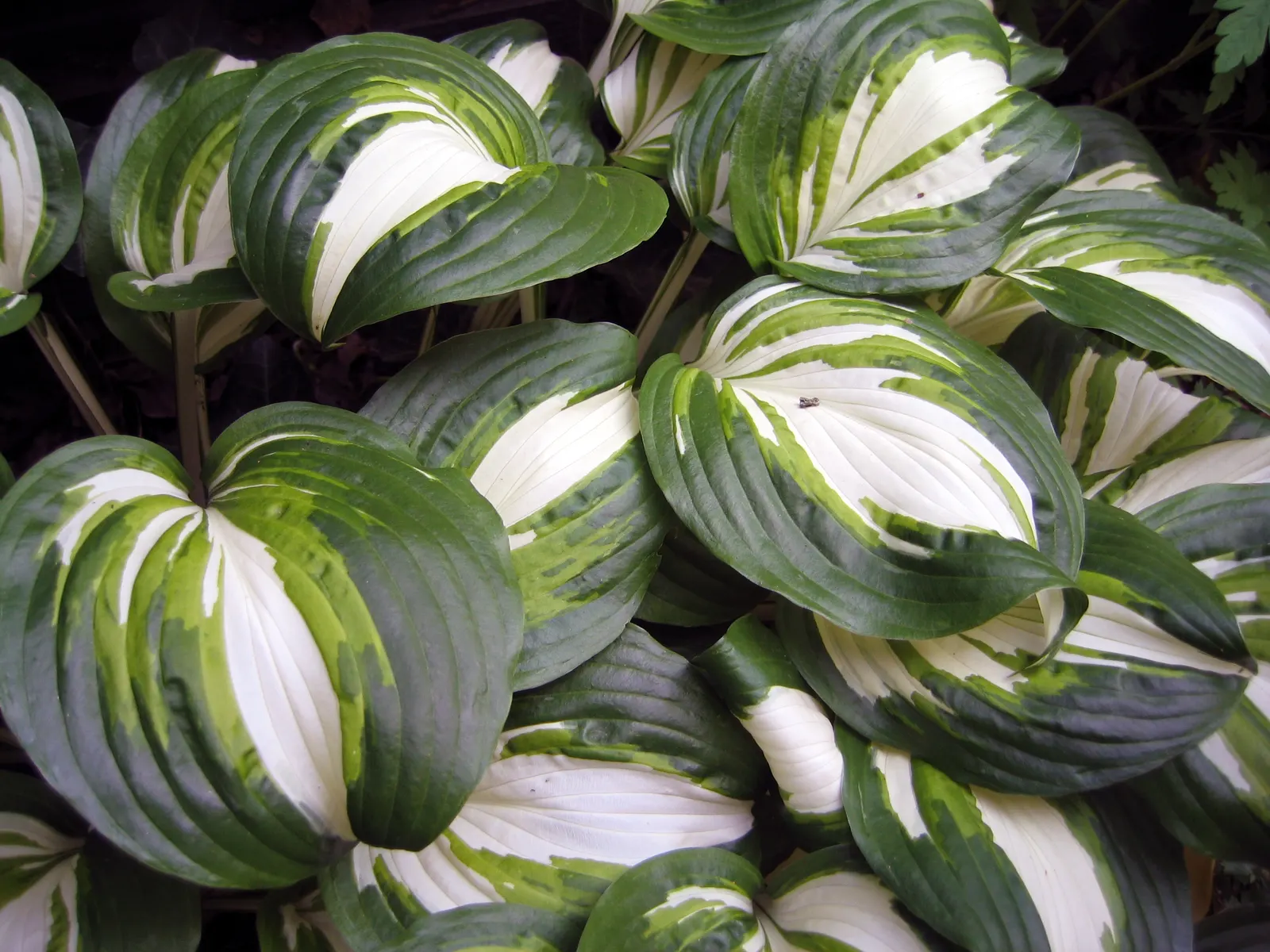 Gold Standard Hosta (Hosta 'Gold Standard') — ground cover / perennial with purple blooms; the leaves maintain a delicate green margin
