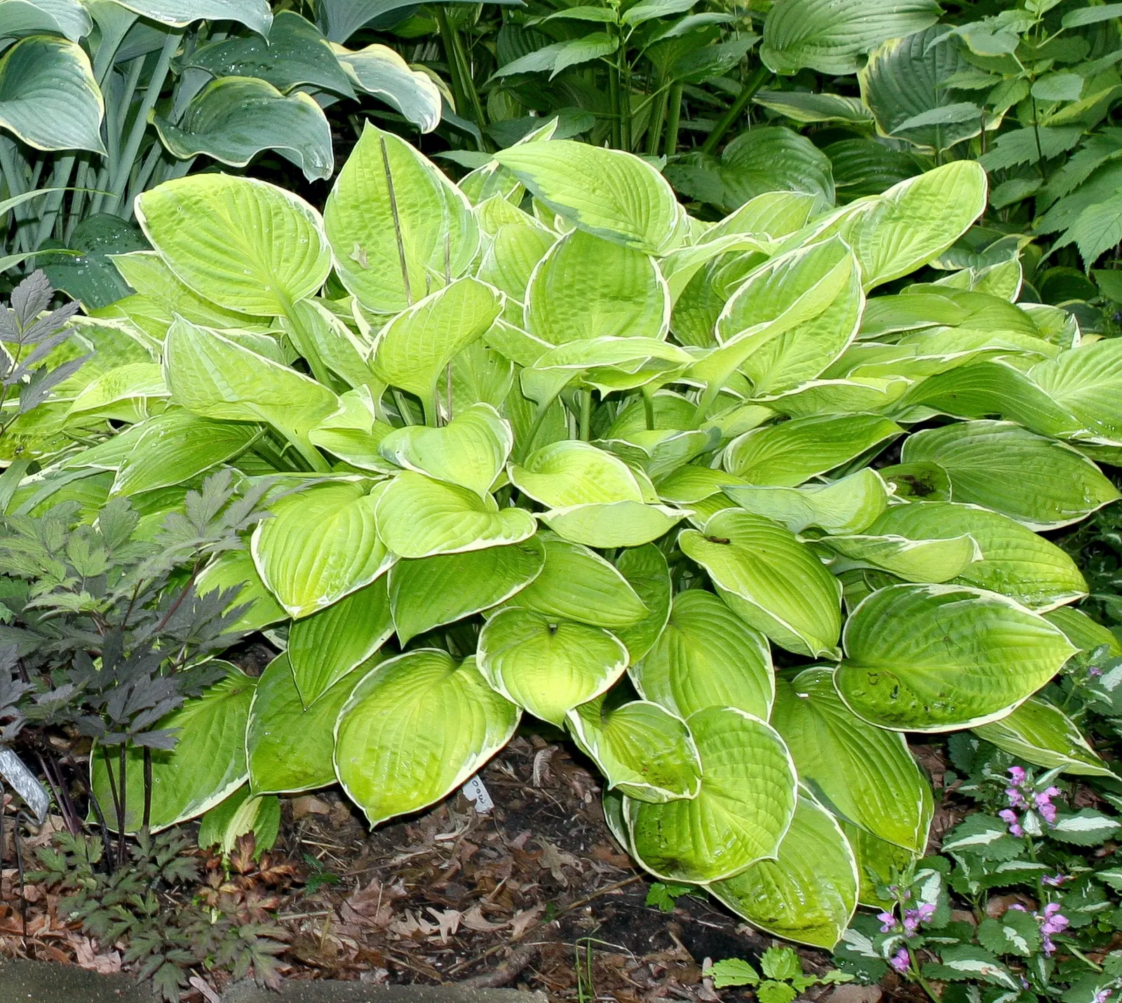 Gold Standard Hosta (Hosta 'Gold Standard') — tall stalks towering up to 30 inches may emerge; the Hosta 'Gold Standard' is a standout perennial, image 52