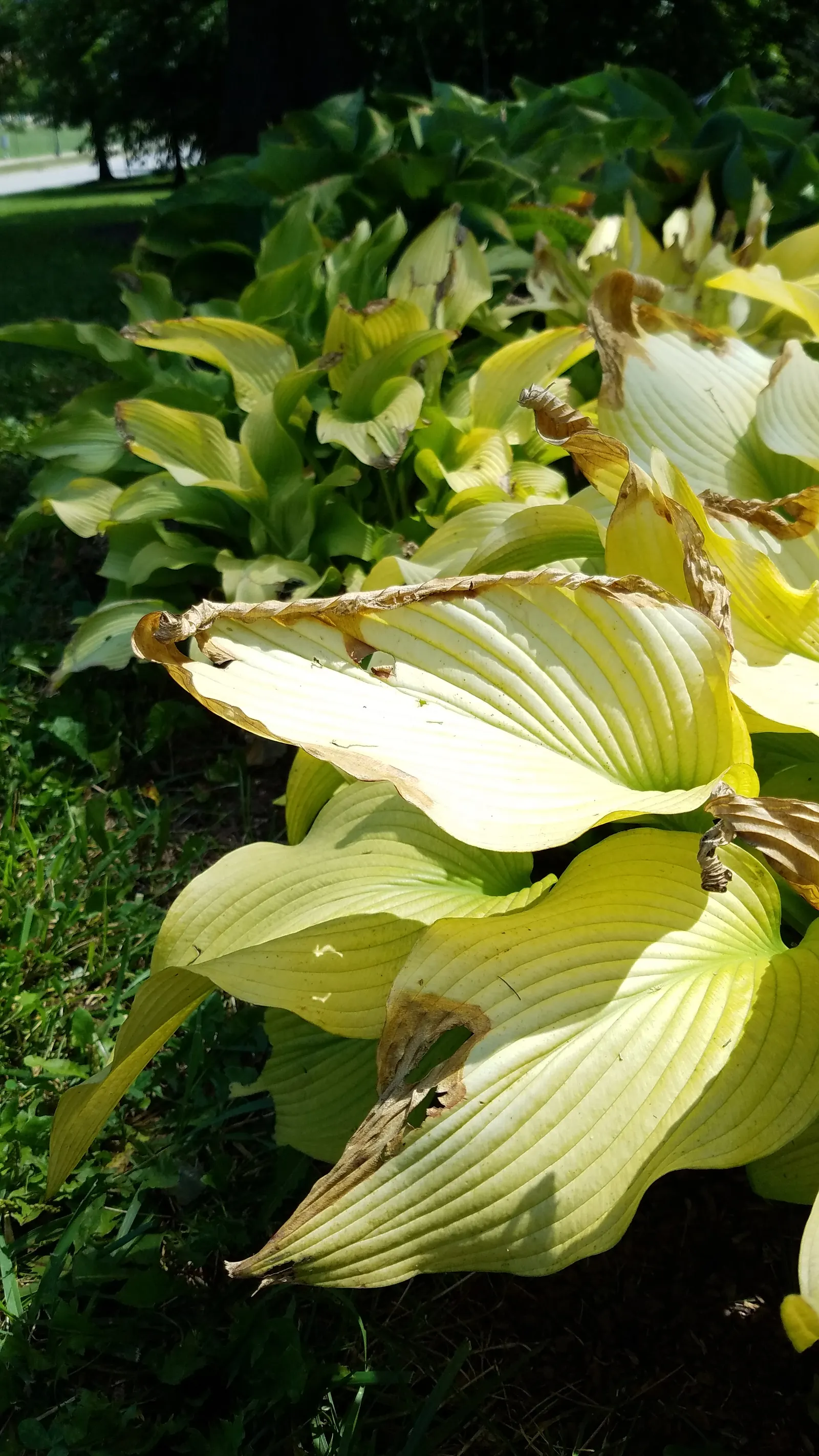 Gold Standard Hosta (Hosta 'Gold Standard') — Lavender flowers on 3-foot-tall stalks emerge in midsummer