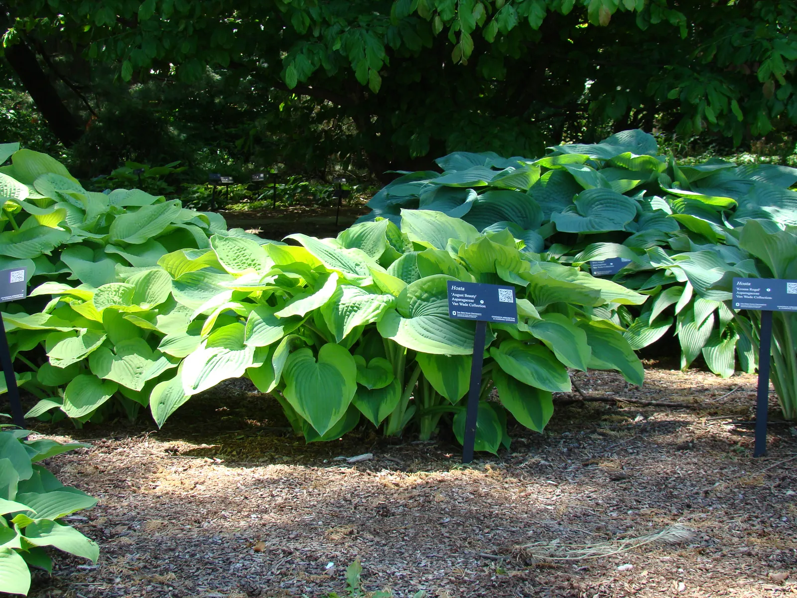 Gold Standard Hosta (Hosta 'Gold Standard') — tall stalks towering up to 30 inches may emerge