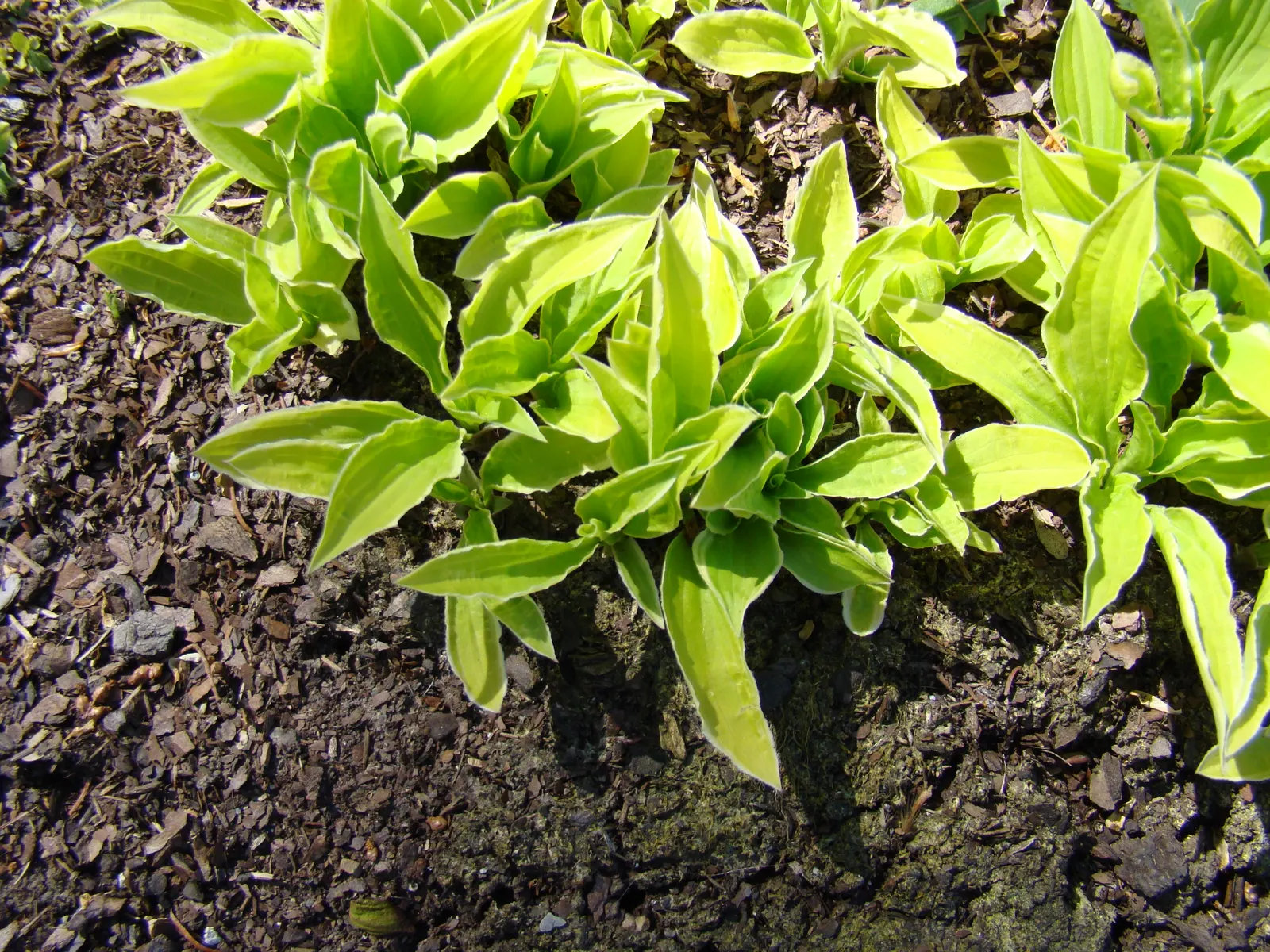 Gold Standard Hosta (Hosta 'Gold Standard') — It typically grows 1 to 2 feet tall and spreads up to 3 to 4 feet wide; lavender flowers on, image 64