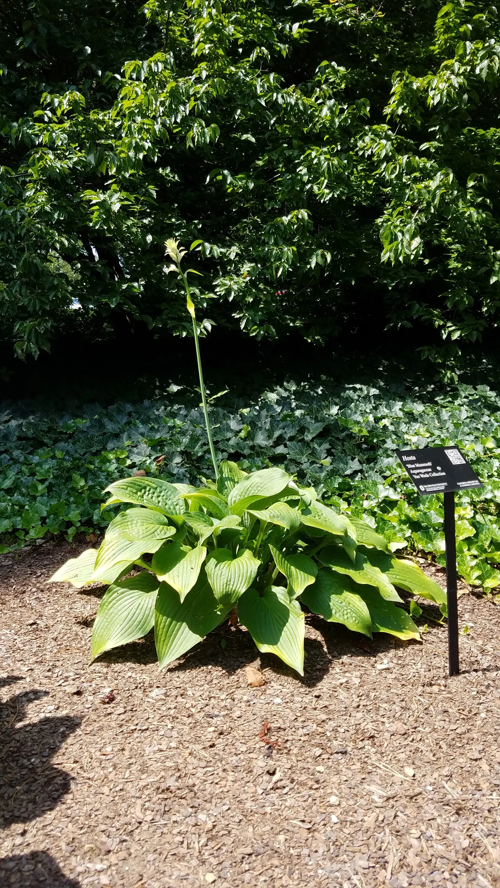 Gold Standard Hosta (Hosta 'Gold Standard') — it's essential to protect its lush foliage from intense afternoon sun to prevent scorching; assuming they receive
