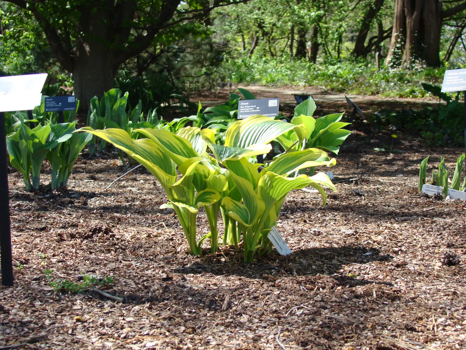 Gold Standard Hosta (Hosta 'Gold Standard') — The leaves maintain a delicate green margin; it possesses heart-shaped leaves that emerge in the spring with a