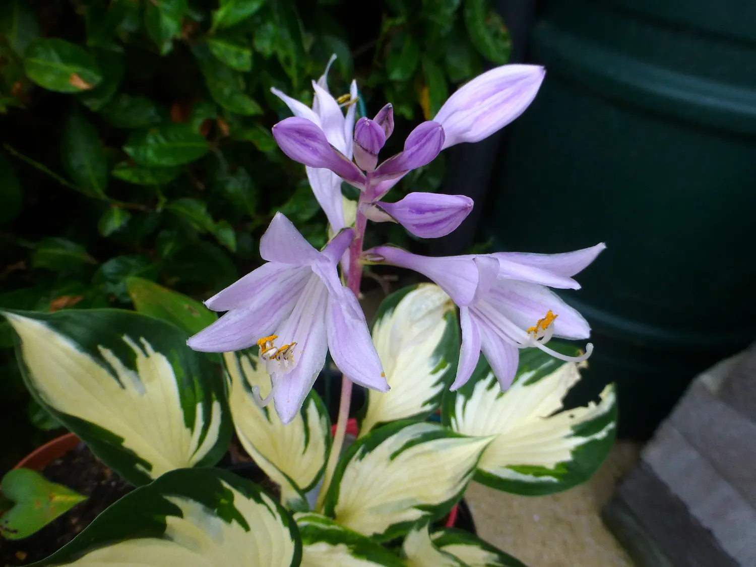 Gold Standard Hosta (Hosta 'Gold Standard') — The Hosta 'Gold Standard' is a standout perennial valued for its foliage; it typically grows 1 to 2, image 41