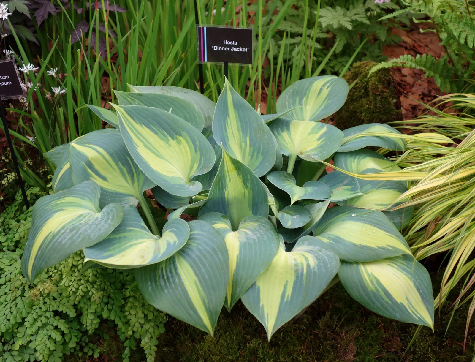 Gold Standard Hosta (Hosta 'Gold Standard') — Gold Standard Hostas make an excellent ground cover where space allows; well-draining soil and consistent