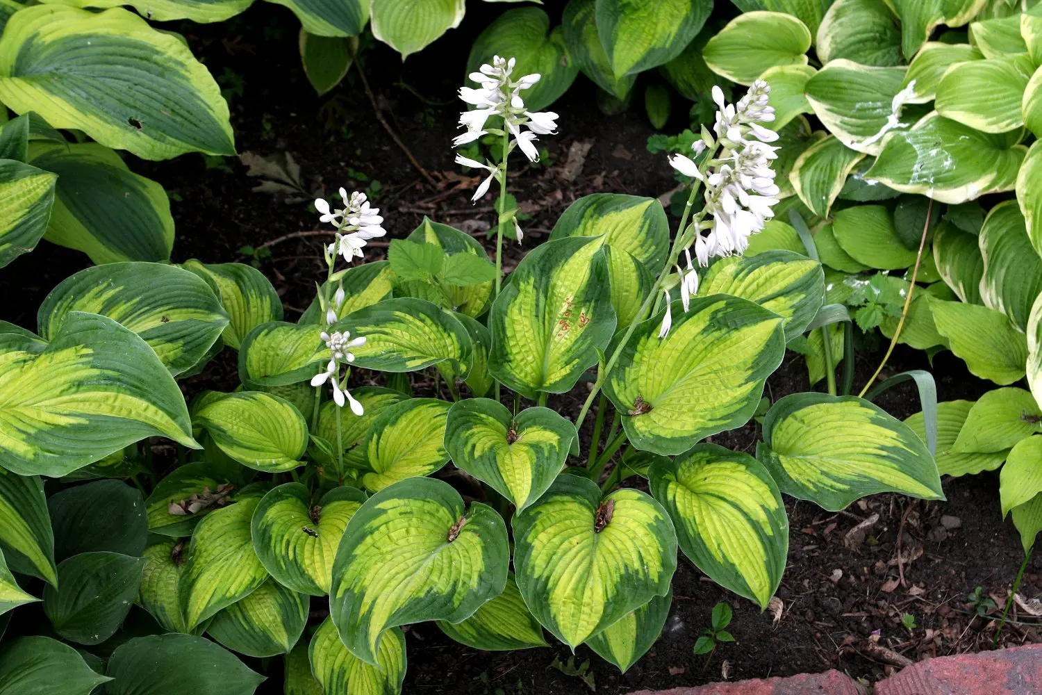 Gold Standard Hosta (Hosta 'Gold Standard') — The Hosta 'Gold Standard' is a standout perennial valued for its foliage; it typically grows 1 to 2 feet tall and