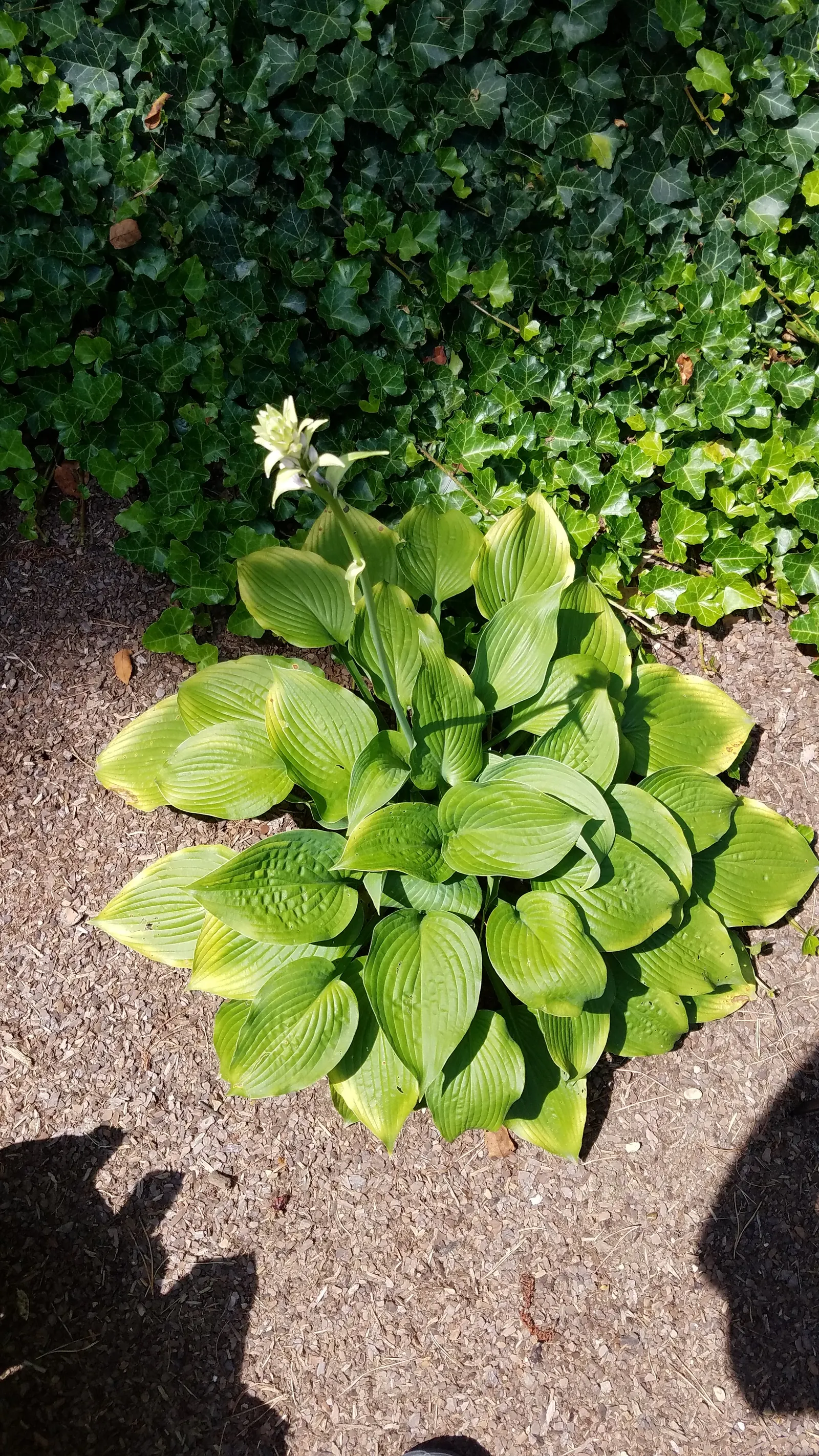 Gold Standard Hosta (Hosta 'Gold Standard') — While being somewhat drought-tolerant once established; heart-shaped leaves that transition from chartreuse to a