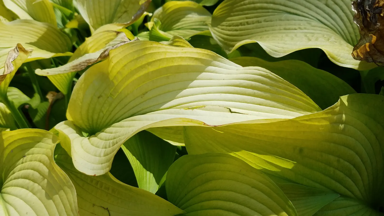 Gold Standard Hosta (Hosta 'Gold Standard') — Lavender flowers on 3-foot-tall stalks emerge in midsummer; tall stalks towering up to 30 inches may, image 45