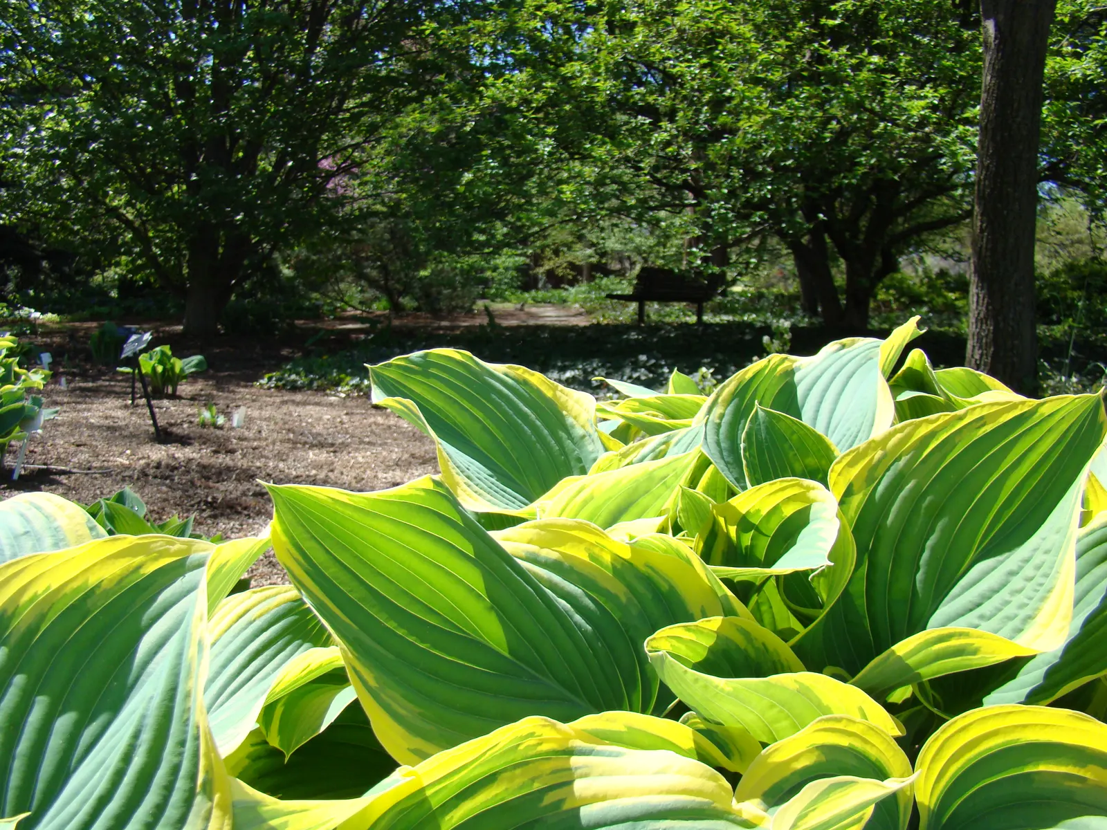 Gold Standard Hosta (Hosta 'Gold Standard') — assuming they receive a few hours of morning sun