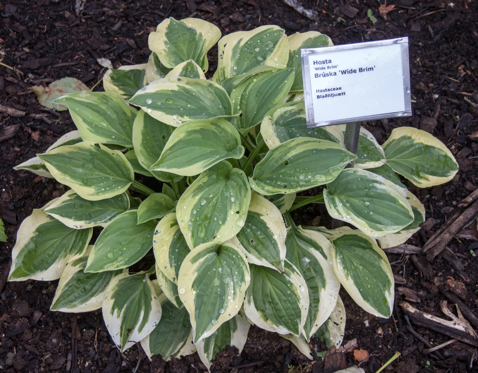 Gold Standard Hosta (Hosta 'Gold Standard') — heart-shaped leaves that transition from chartreuse to a luminous gold; gold Standard Hostas make an excellent