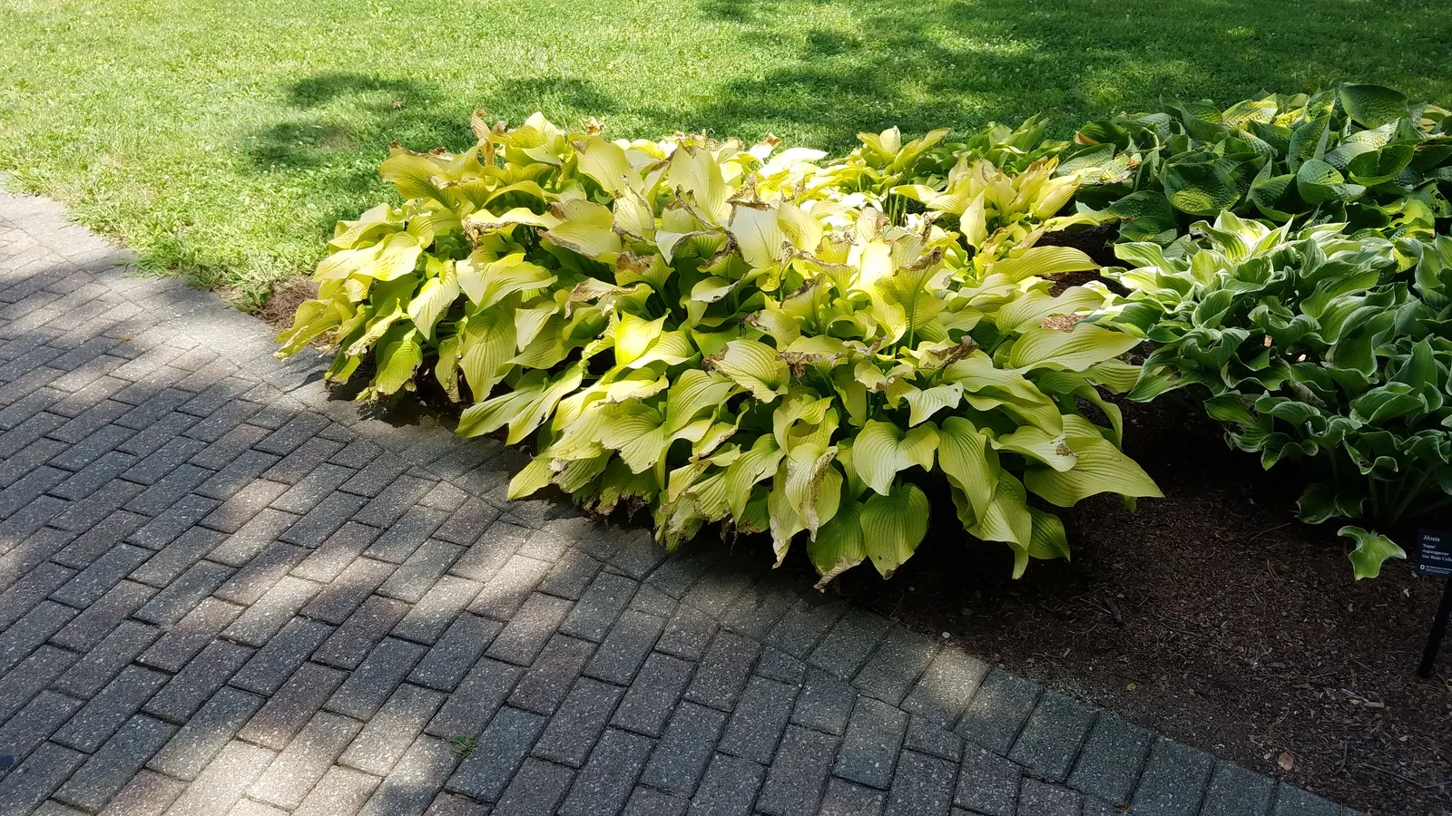 Gold Standard Hosta (Hosta 'Gold Standard') — While being somewhat drought-tolerant once established; heart-shaped leaves that transition from, image 55