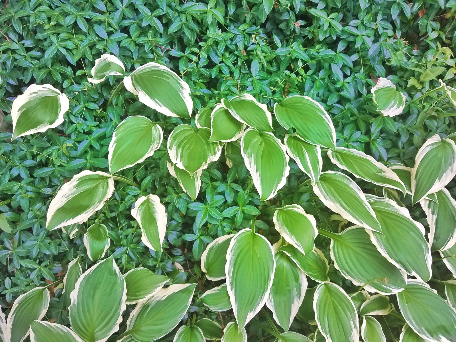 Gold Standard Hosta (Hosta 'Gold Standard') — before they transition to a vibrant gold as the season progresses