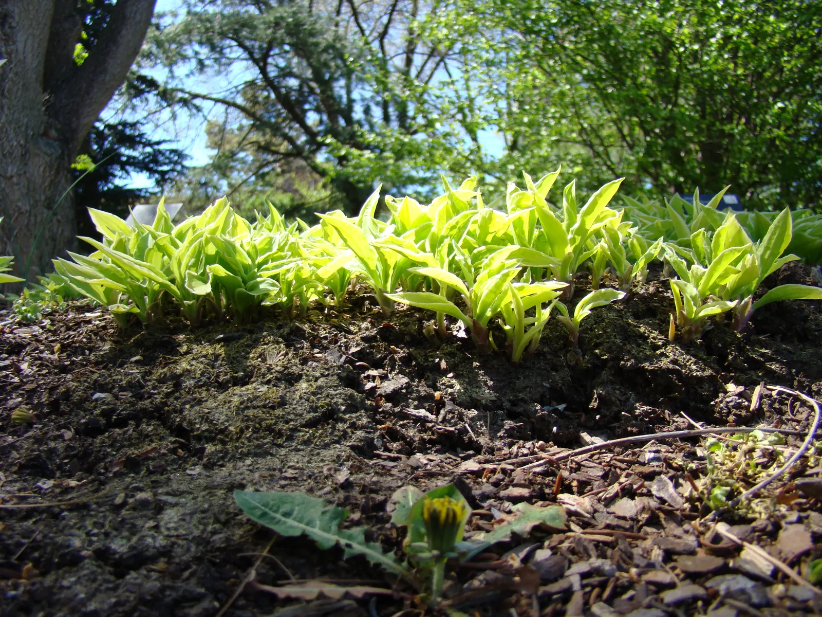 Gold Standard Hosta (Hosta 'Gold Standard') — or as a background for companion shade-loving plants
