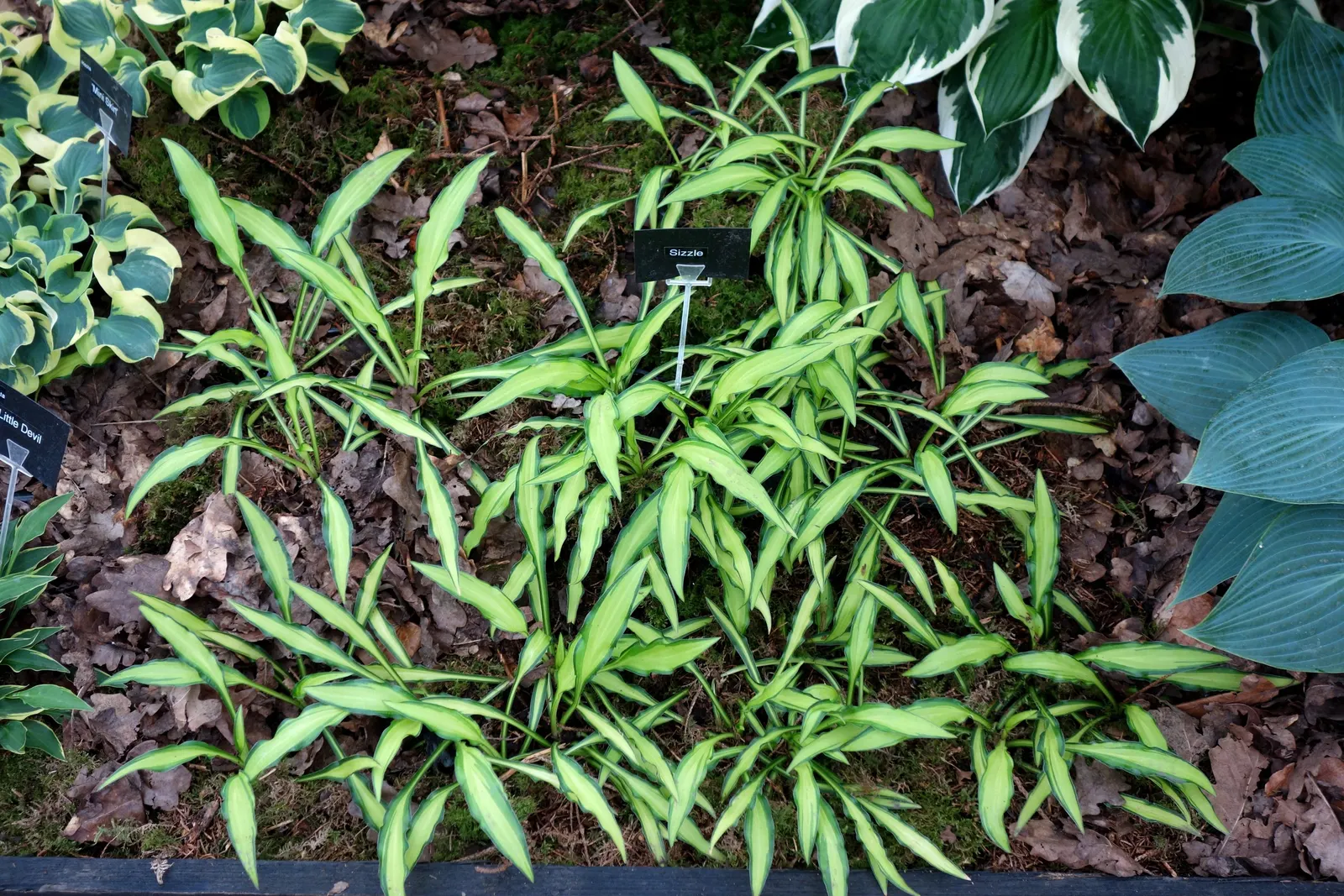 Gold Standard Hosta (Hosta 'Gold Standard') — it's essential to protect its lush foliage from intense afternoon sun to prevent scorching