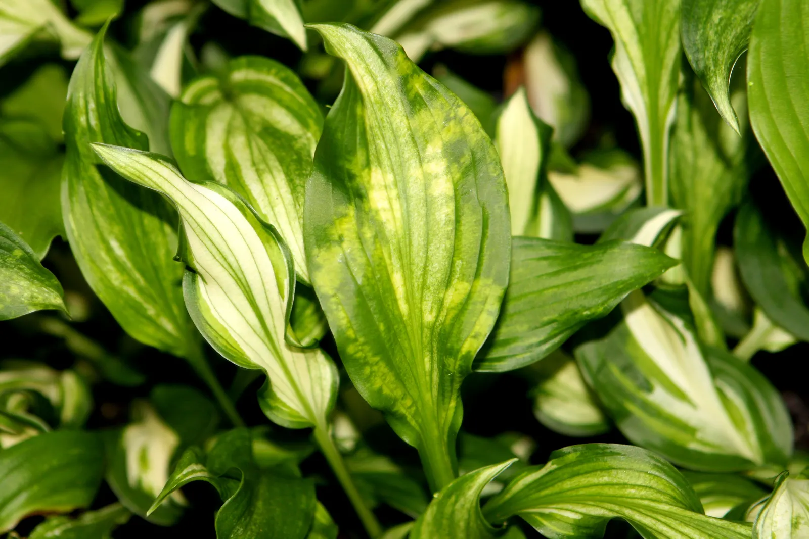 Gold Standard Hosta (Hosta 'Gold Standard') — Lavender flowers on 3-foot-tall stalks emerge in midsummer; tall stalks towering up to 30 inches may, image 65