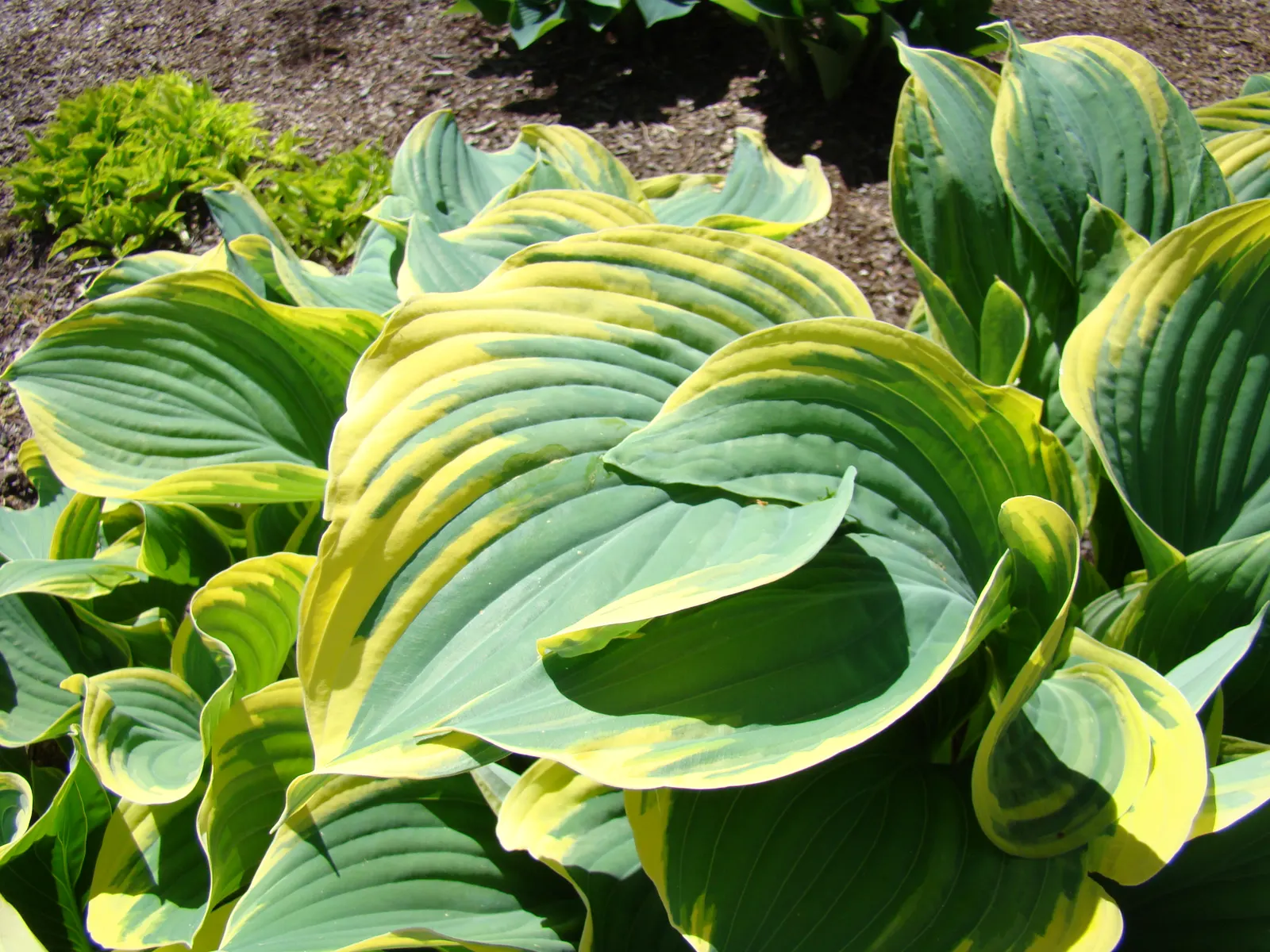 Gold Standard Hosta (Hosta 'Gold Standard') — edged by deep green margins; purple flowers in the garden, image 63