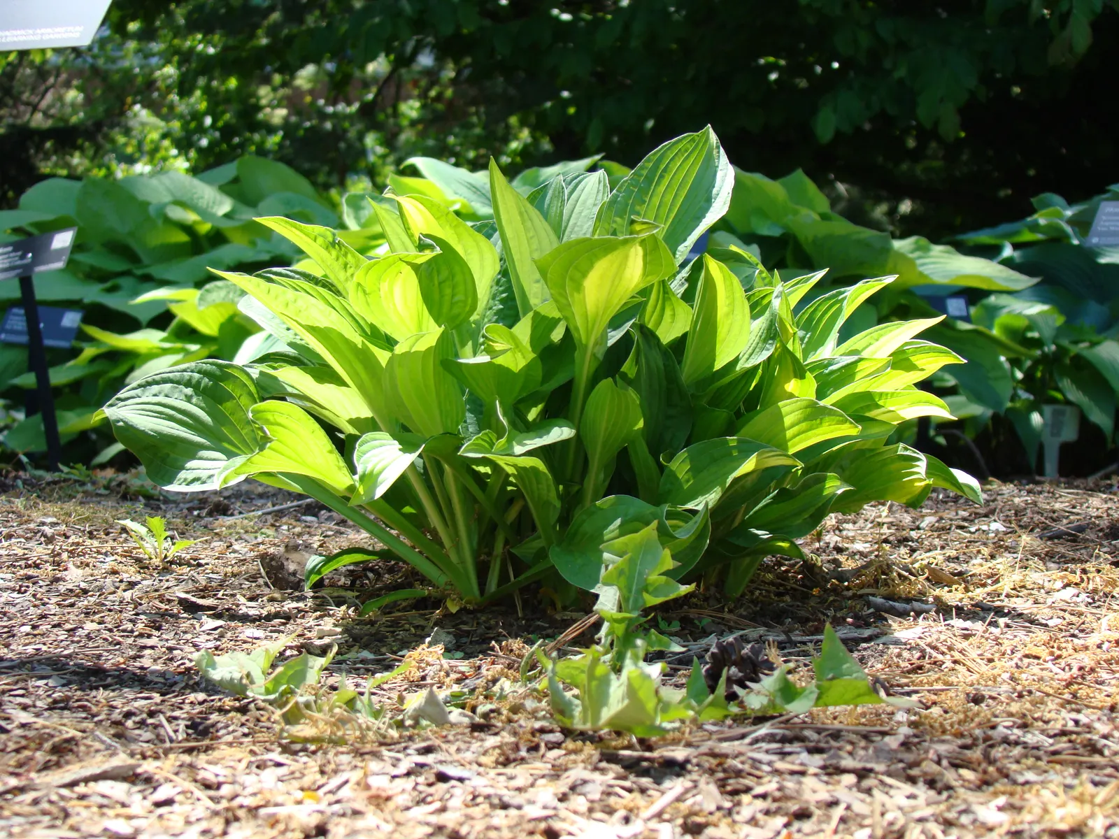 Gold Standard Hosta (Hosta 'Gold Standard') — Lavender flowers on 3-foot-tall stalks emerge in midsummer; tall stalks towering up to 30 inches may emerge