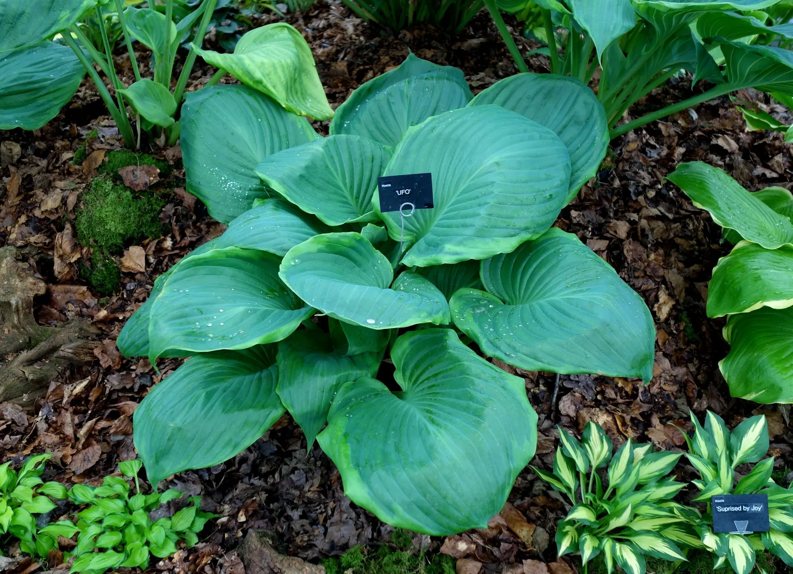 Gold Standard Hosta (Hosta 'Gold Standard') — well-draining soil and consistent moisture to thrive