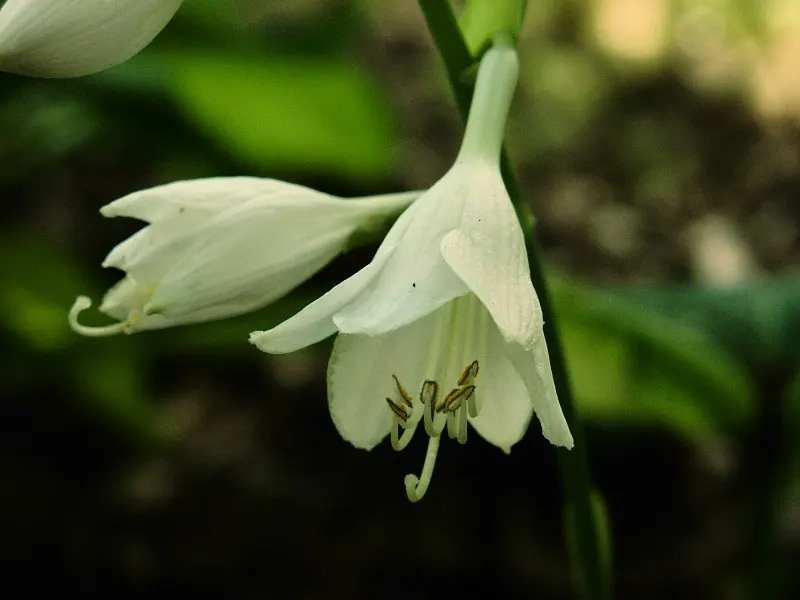 Gold Standard Hosta (Hosta 'Gold Standard') — ground cover / perennial with purple blooms; the leaves maintain a delicate green margin, image 59