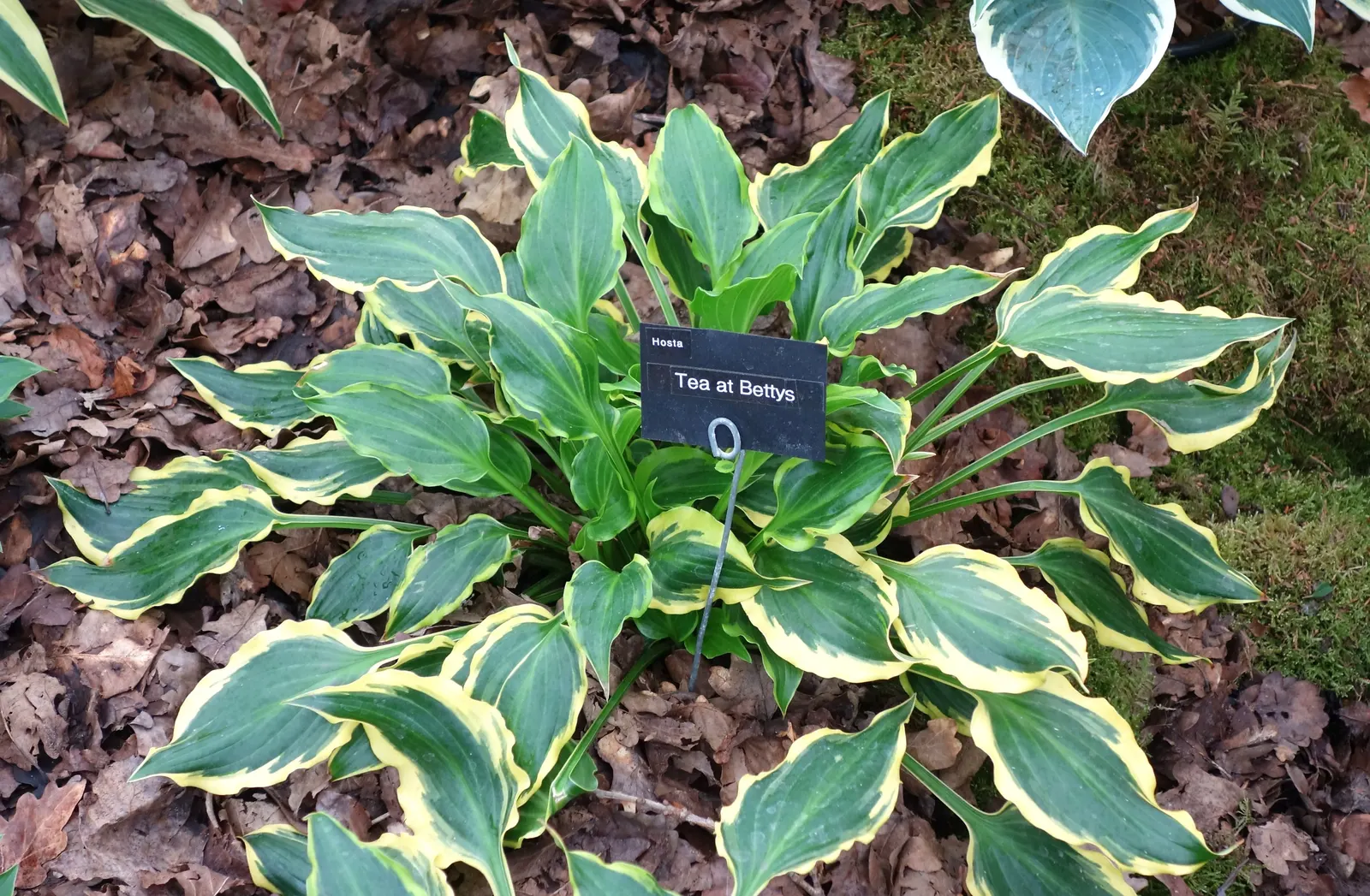 Gold Standard Hosta (Hosta 'Gold Standard') — Zone 3-8 appropriate, it's ideal for adding vibrant contrast in low-light areas; ground cover / perennial with