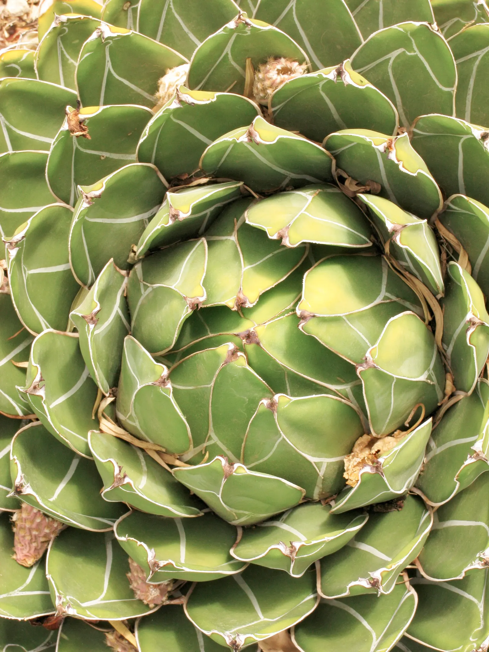 Queen Victoria Agave (Agave Victoriae-Reginae) — as an accent in mixed succulent beds