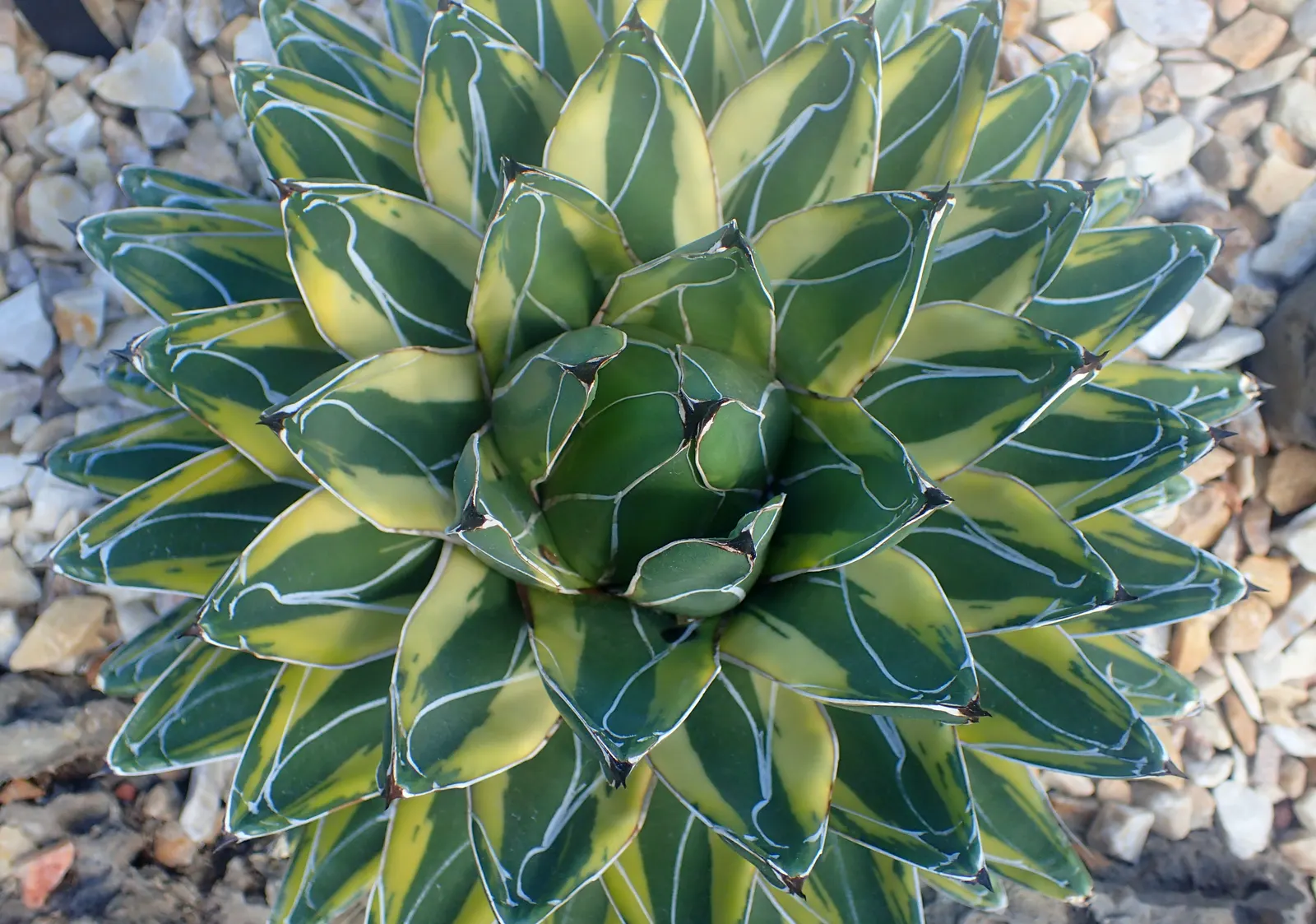 Queen Victoria Agave (Agave Victoriae-Reginae) — Being drought tolerant, it requires minimal water, thriving in full sun to part shade in zones 8-11, image 67