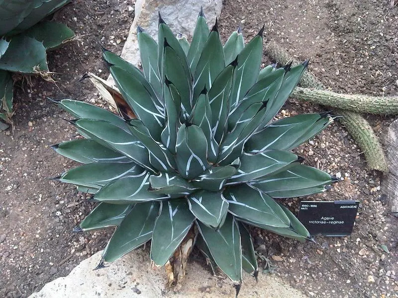 Queen Victoria Agave (Agave Victoriae-Reginae) — adding to its dramatic appearance.<br><br>This drought-tolerant plant is ideal for xeriscaping