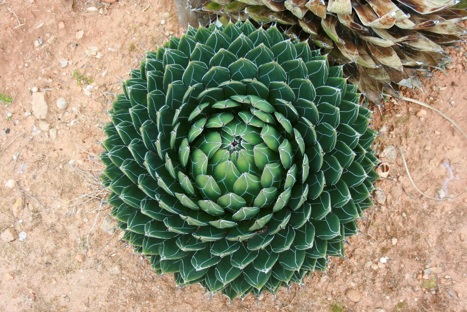 Queen Victoria Agave (Agave Victoriae-Reginae) — or in container plantings for patios and terraces