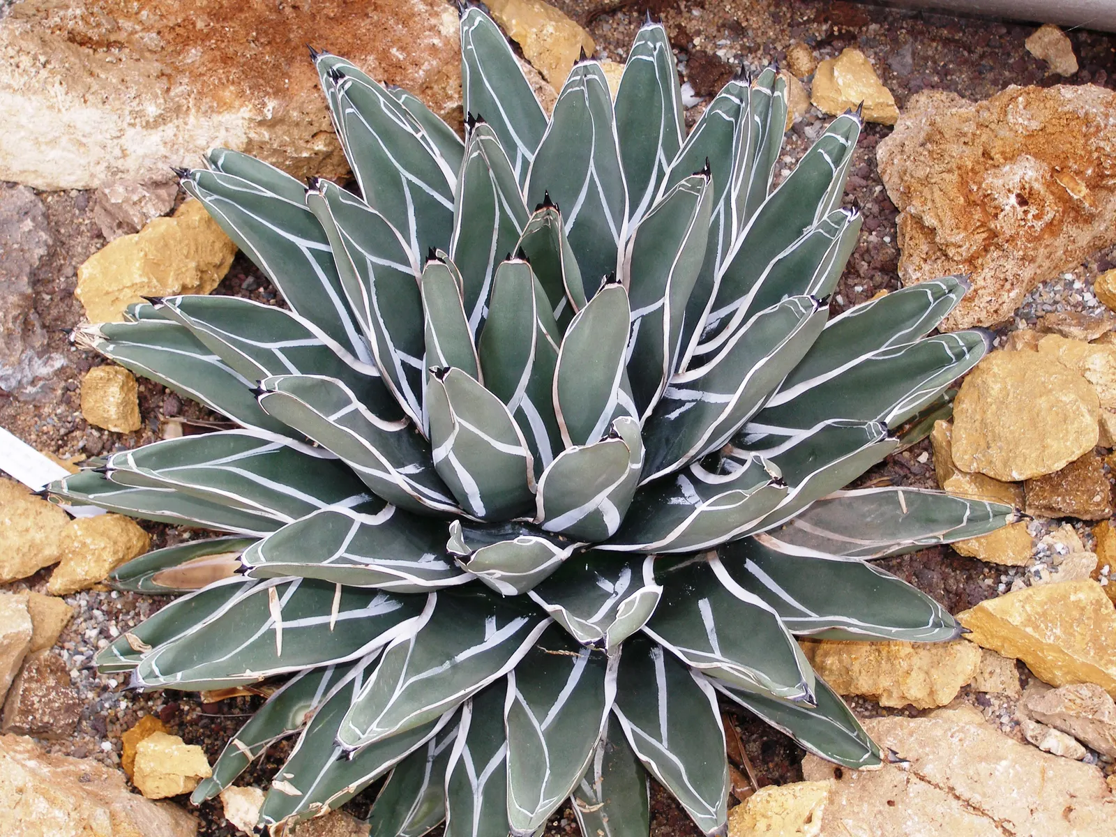 Queen Victoria Agave (Agave Victoriae-Reginae) — it produces a tall spike of dramatic purplish-red flowers; being drought tolerant, it requires, image 76