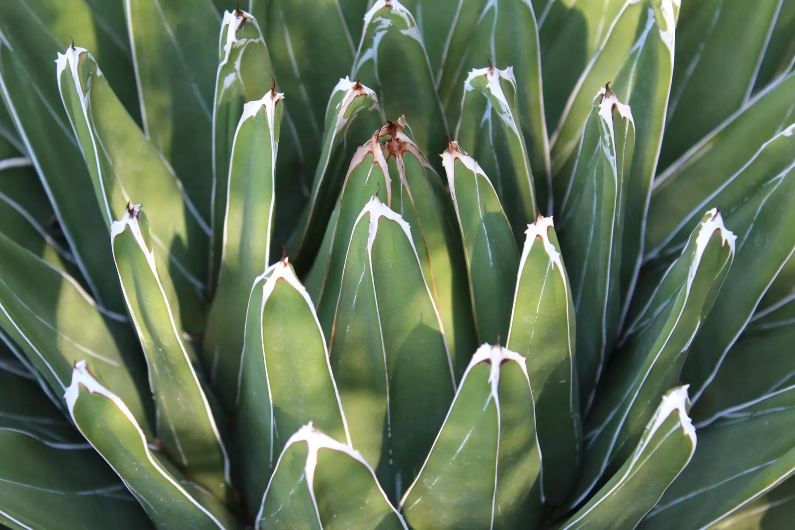 Queen Victoria Agave (Agave Victoriae-Reginae) — can tolerate temperatures as low as 10-15 degrees Fahrenheit; being drought tolerant, it requires, image 73