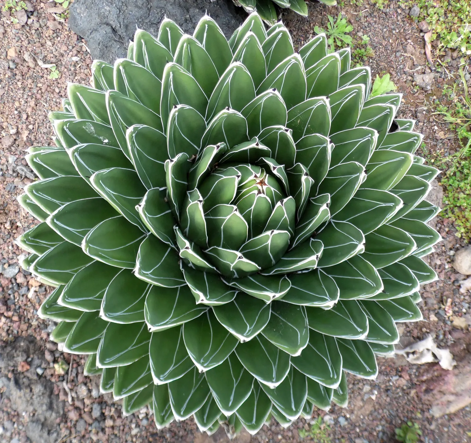 Queen Victoria Agave (Agave Victoriae-Reginae) — Hailing from the Chihuahuan Desert of Mexico; although frost may damage its tips