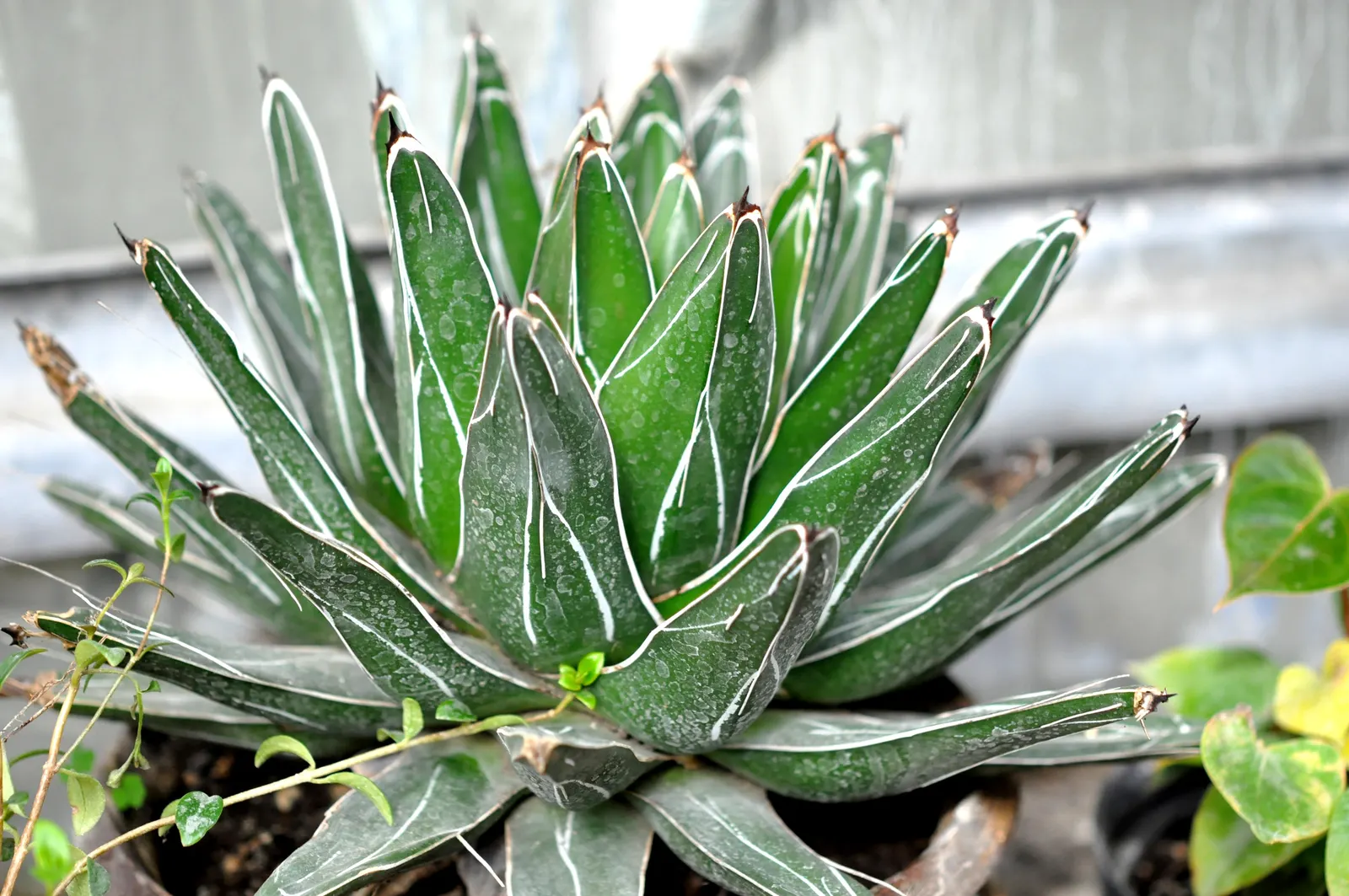 Queen Victoria Agave (Agave Victoriae-Reginae) — can tolerate temperatures as low as 10-15 degrees Fahrenheit; being drought tolerant, it requires, image 52