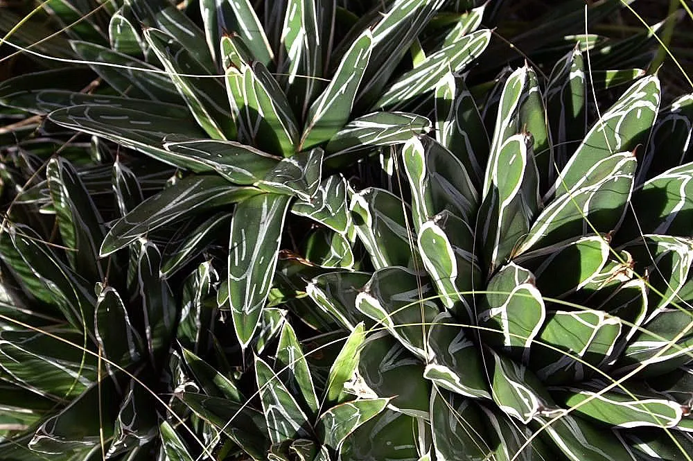 Queen Victoria Agave (Agave Victoriae-Reginae) — purple and red flowers in the garden; being drought tolerant, it requires minimal water, thriving in full sun