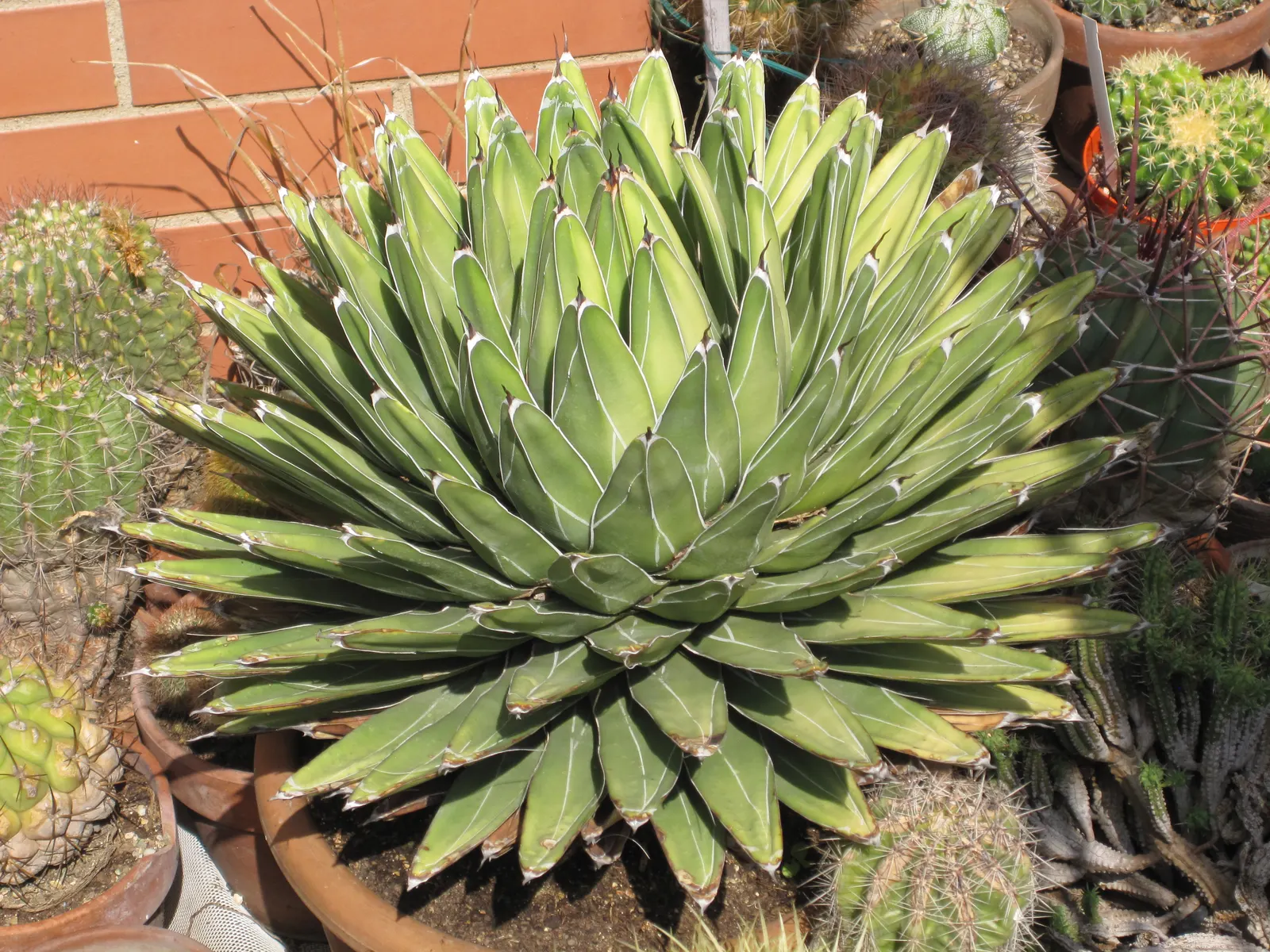 Queen Victoria Agave (Agave Victoriae-Reginae) — succulent for full or half; showcasing its geometric beauty as a masterpiece of natural art in any garden