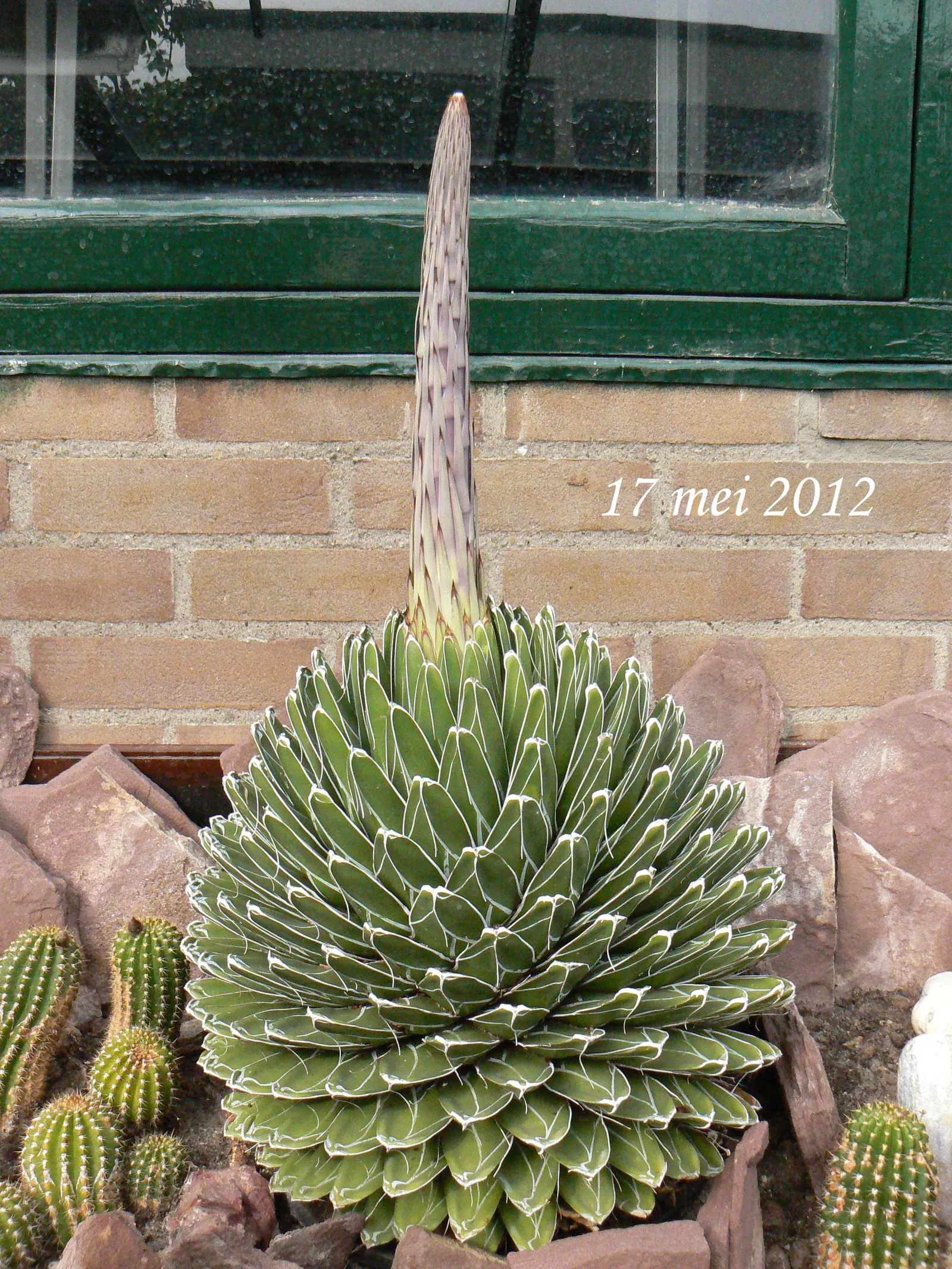 Queen Victoria Agave (Agave Victoriae-Reginae) — showcasing its geometric beauty as a masterpiece of natural art in any garden setting, image 39