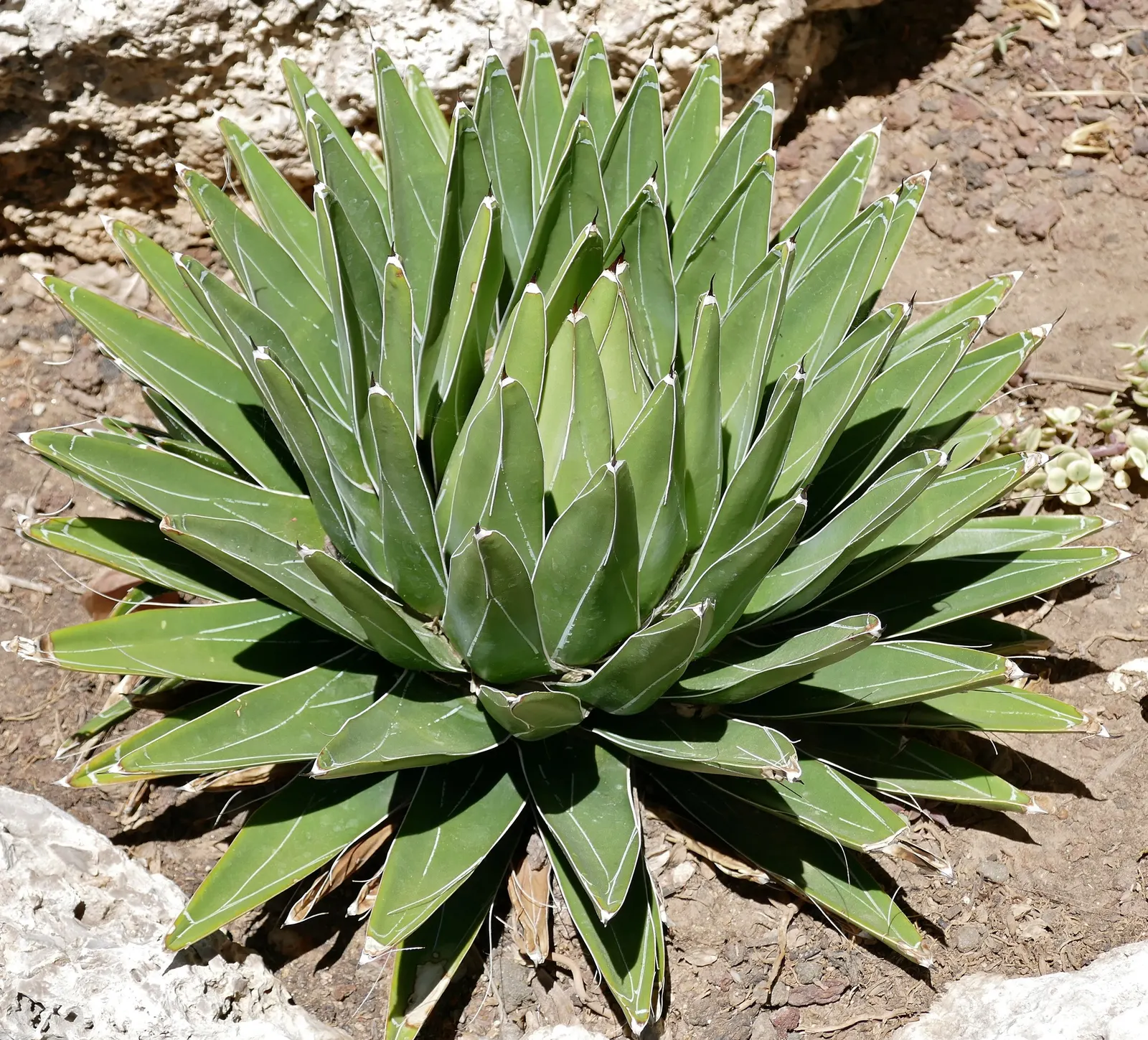 Queen Victoria Agave (Agave Victoriae-Reginae) — Each leaf ends in a distinctive black spine
