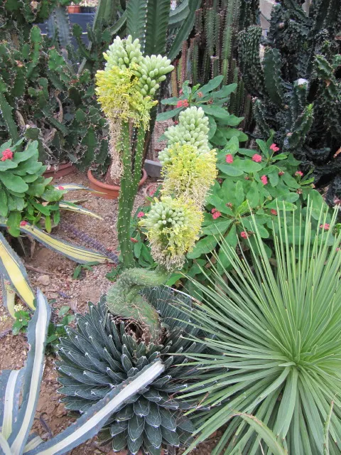Queen Victoria Agave (Agave Victoriae-Reginae) — can tolerate temperatures as low as 10-15 degrees Fahrenheit