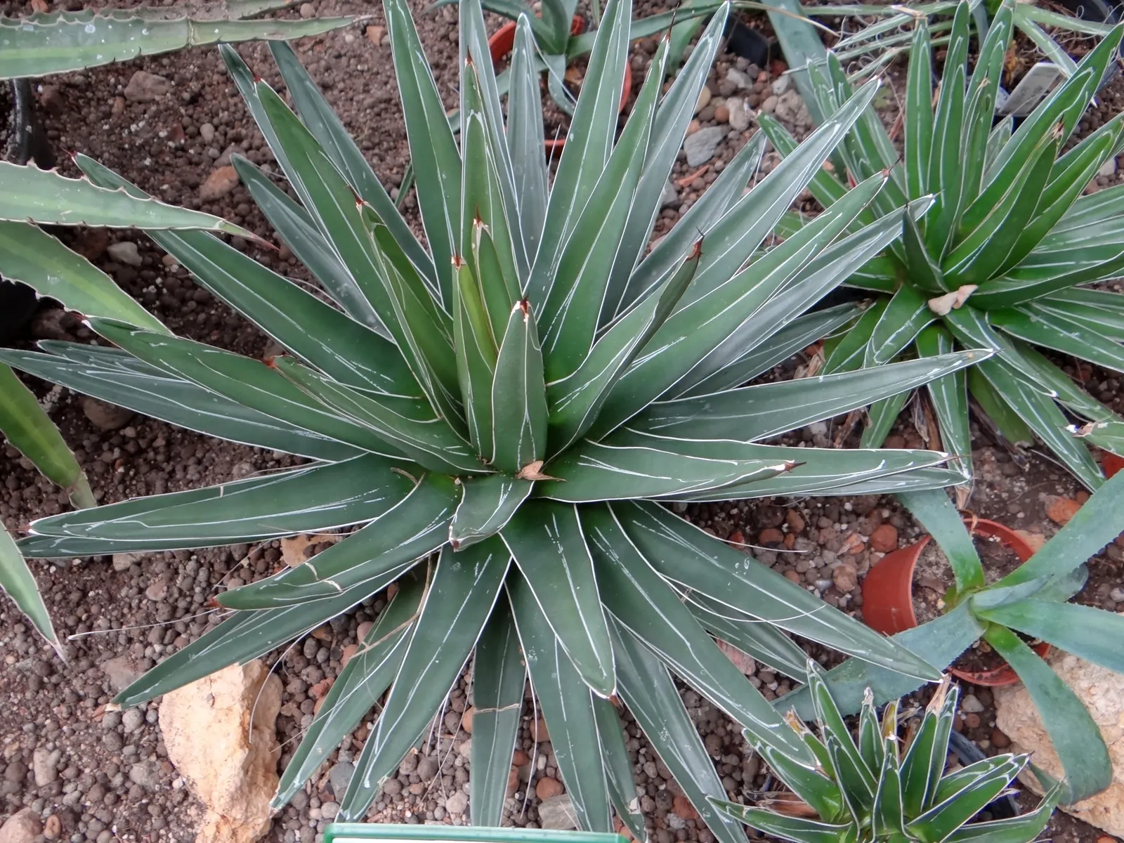 Queen Victoria Agave (Agave Victoriae-Reginae) — or in container plantings for patios and terraces; being drought tolerant, it requires minimal water, thriving