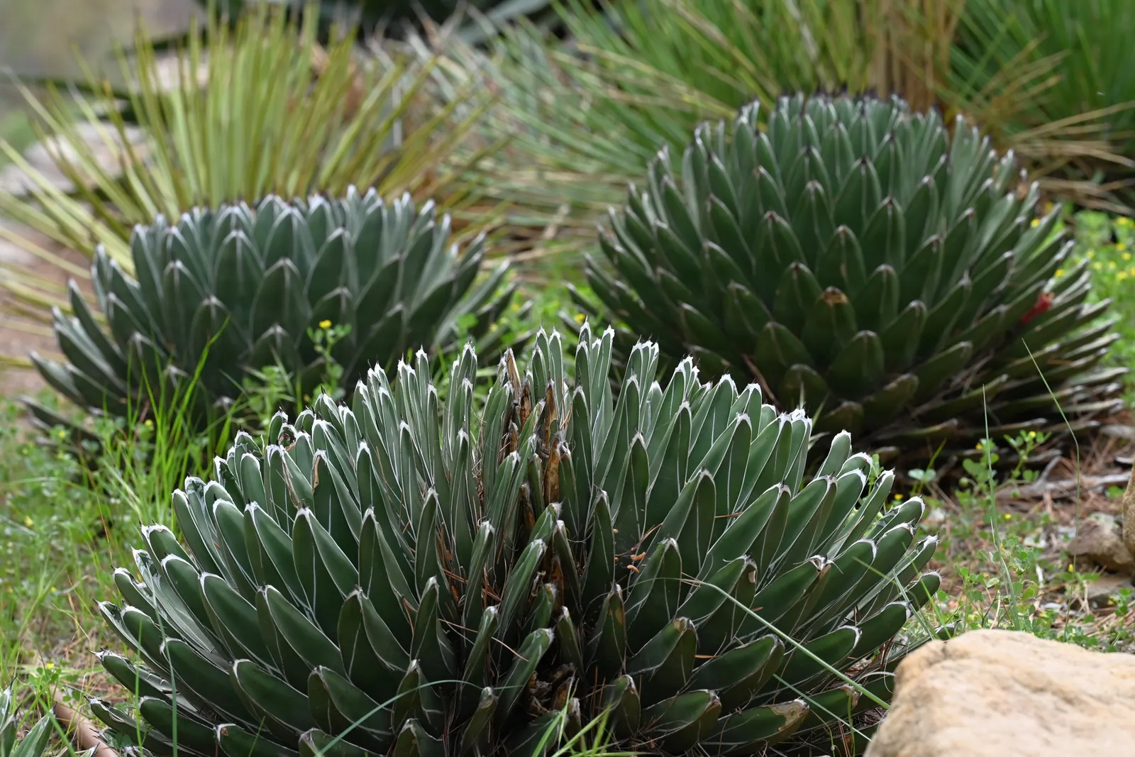Queen Victoria Agave (Agave Victoriae-Reginae) — purple and red flowers in the garden; being drought tolerant, it requires minimal water, thriving, image 61
