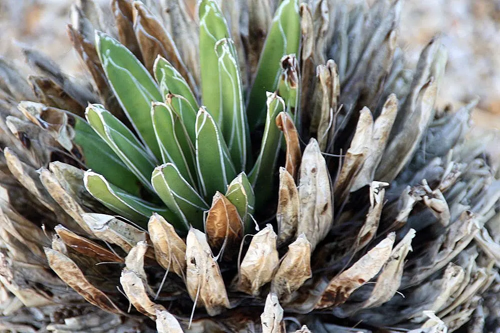 Queen Victoria Agave (Agave Victoriae-Reginae) — The Queen Victoria Agave is a slow grower and can take ten years or more to flower; showcasing its, image 75