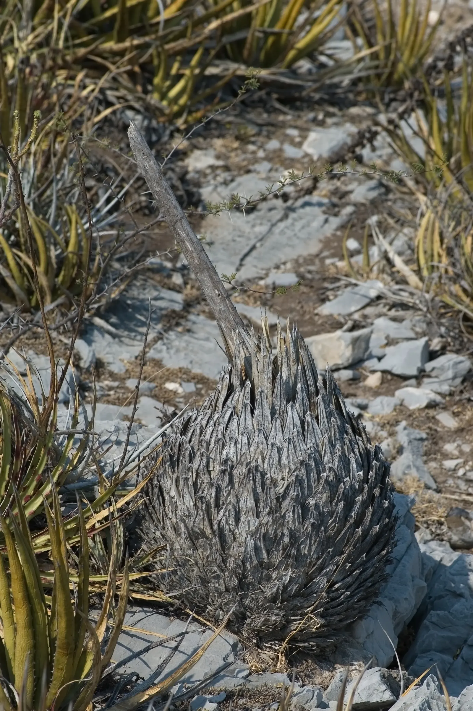Queen Victoria Agave (Agave Victoriae-Reginae) — perfect for creating defined accents in rock gardens or xeriscapes; showcasing its geometric, image 45