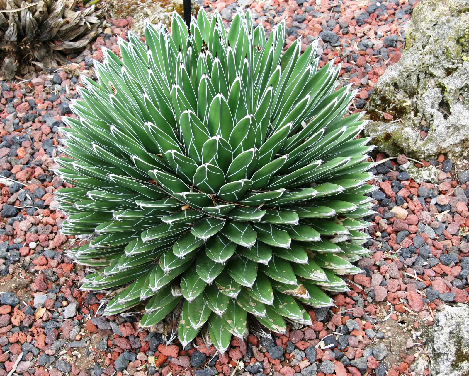 Queen Victoria Agave (Agave Victoriae-Reginae) — requiring minimal water once established and thriving in full sun to partial shade; showcasing its, image 72