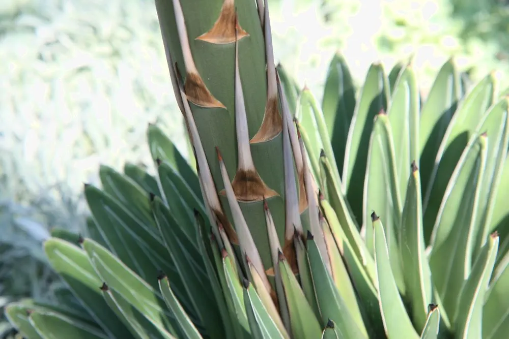 Queen Victoria Agave (Agave Victoriae-Reginae) — adding to its dramatic appearance.<br><br>This drought-tolerant plant is ideal for xeriscaping, image 50