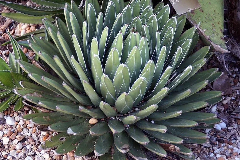 Queen Victoria Agave (Agave Victoriae-Reginae) — The Queen Victoria Agave is a slow grower and can take ten years or more to flower; showcasing its, image 54